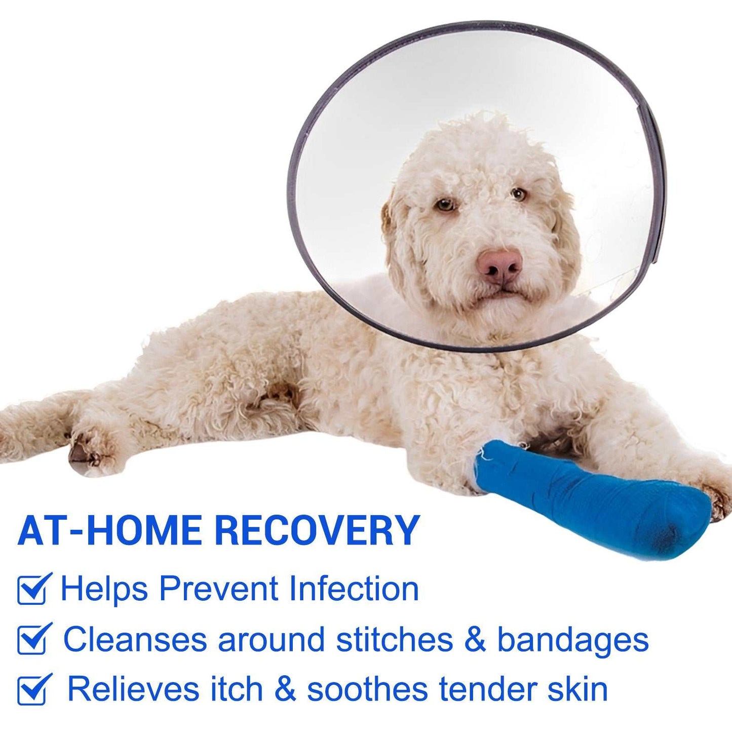 Dog with cone and bandaged leg recovering at home, highlighting dog wound care benefits