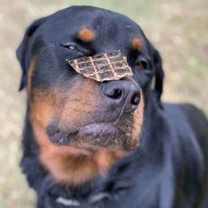 Dog with beef liver treat on its nose, showcasing a natural Australian-made training reward.