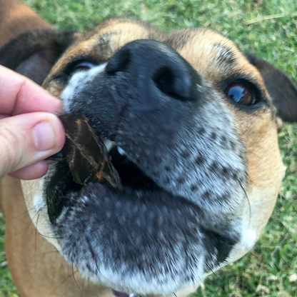 Dog enjoying a piece of What's Your Beef? - Beef Liver treat.