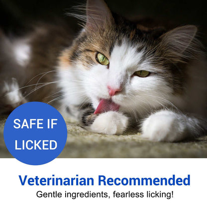 Close-up of a cat licking its paw promoting Oimmal Cat Wound Healing Aid, a veterinarian-recommended antimicrobial hydrogel spray safe if licked