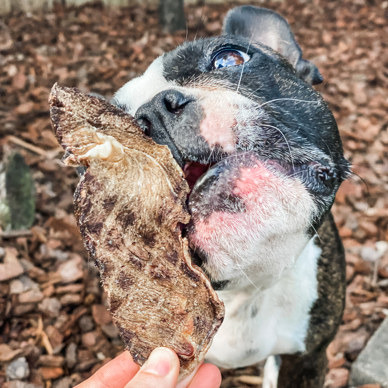 Lulu's Kitchen - Go Bonkers - Venison Jerky - Dog Treat