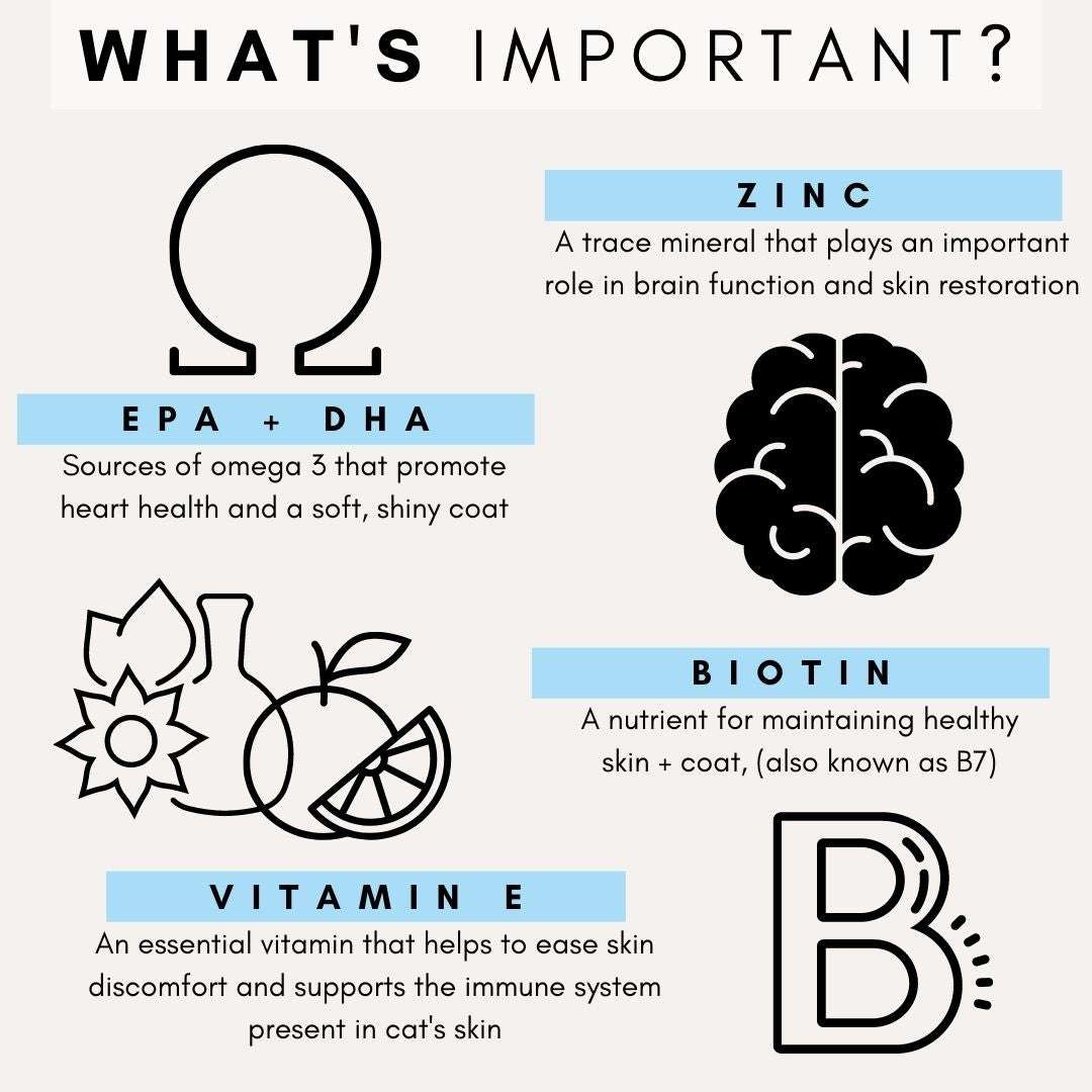 Infographic showing key nutrients EPA, DHA, Zinc, Biotin, and Vitamin E for promoting healthy skin and coat in cats