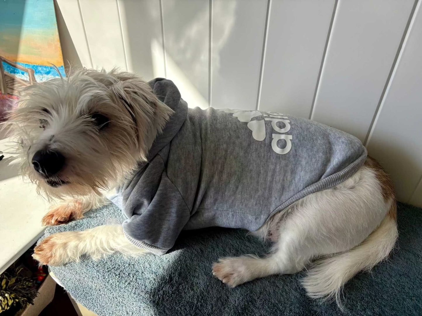 Dog wearing a grey Adidog Hoodies dog jumper sweatshirt lying on a cushion indoors