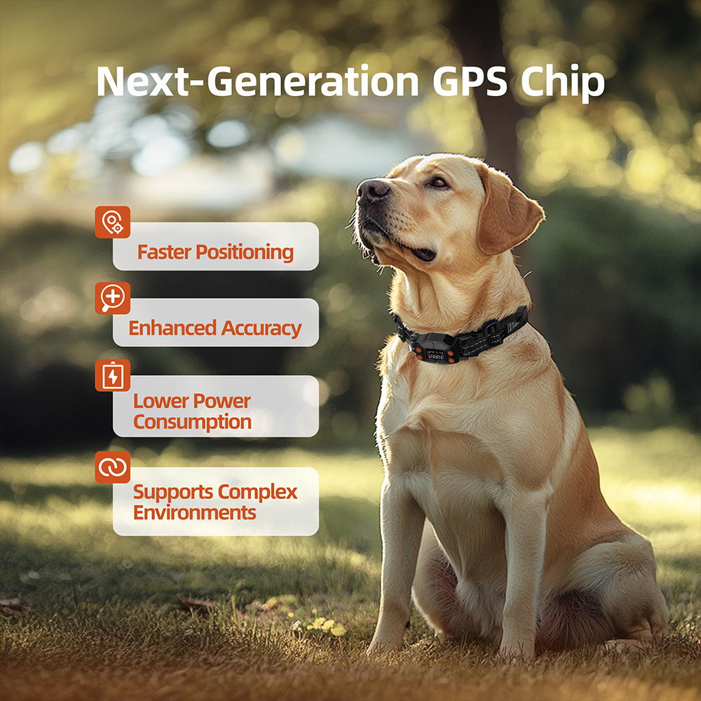 Wireless GPS dog fence collar on a Labrador retriever with next-generation GPS chip features for faster positioning and enhanced accuracy in outdoor environment