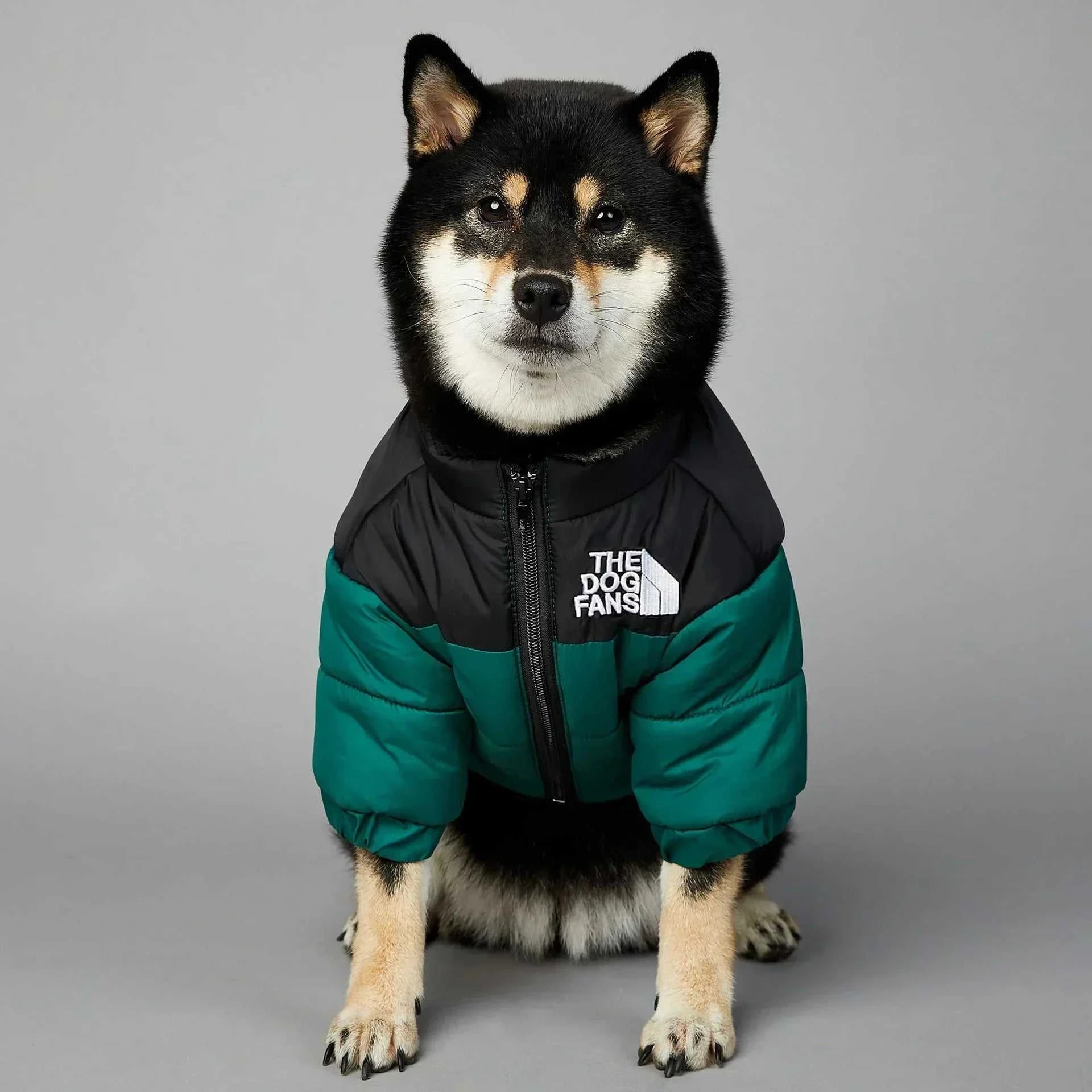 Dog wearing a green and black winter down puffer jacket, perfect for cold weather.