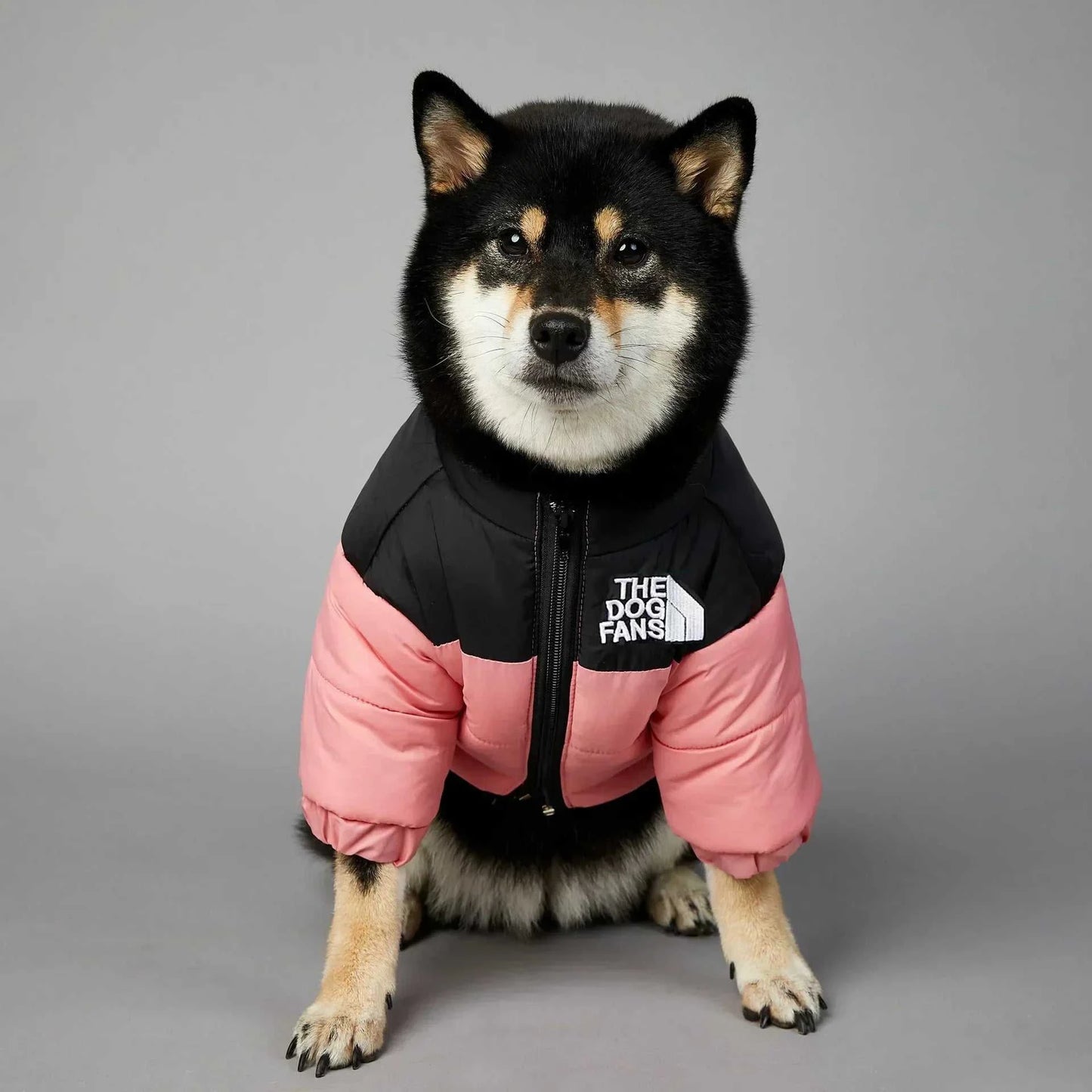 Dog wearing a pink and black winter down puffer jacket, providing warmth and style for cold weather.
