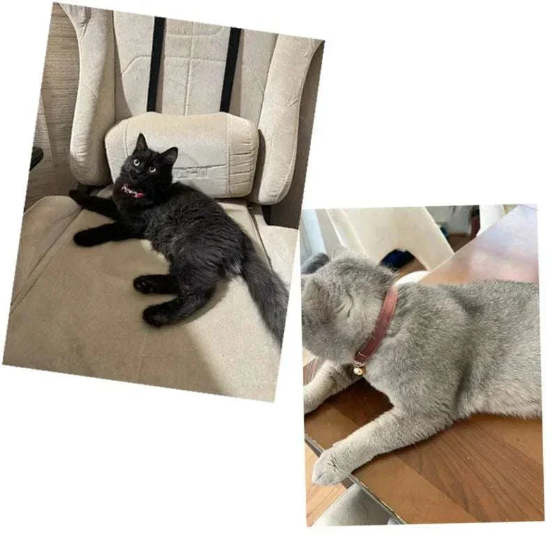 Two cats wearing luxury velvet cat collars with personalized name plates and bells, one with an optional bow tie.