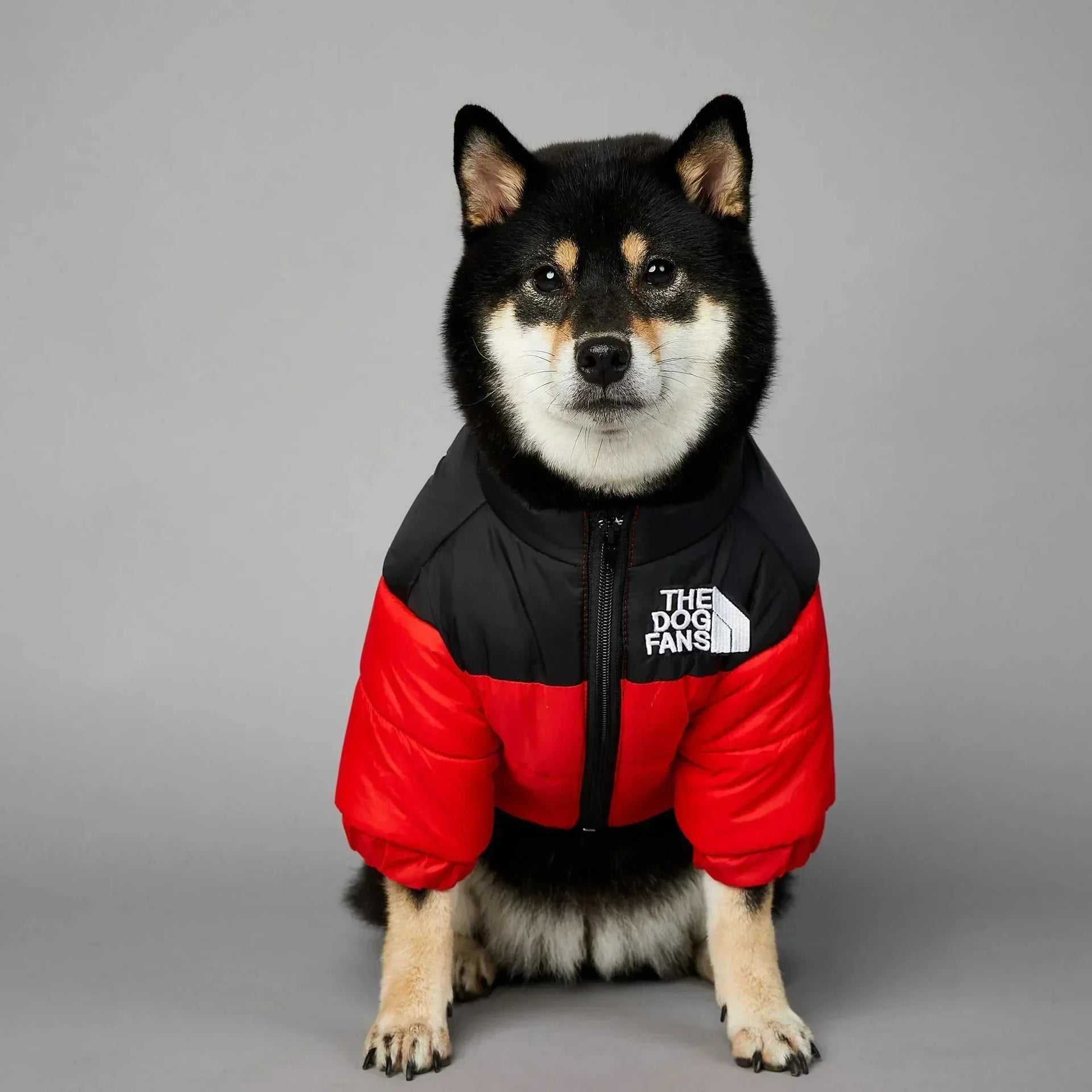 Dog wearing a red and black winter down puffer jacket from The Dog Fans, designed for warmth and style.