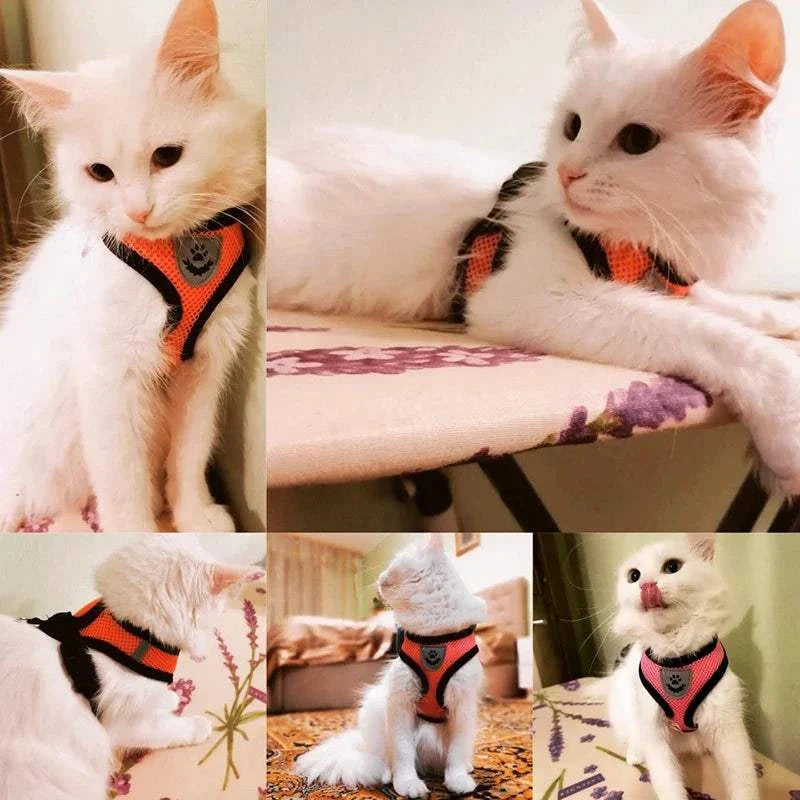 Adjustable harness for cat, shown on a white cat, offering comfort and style.