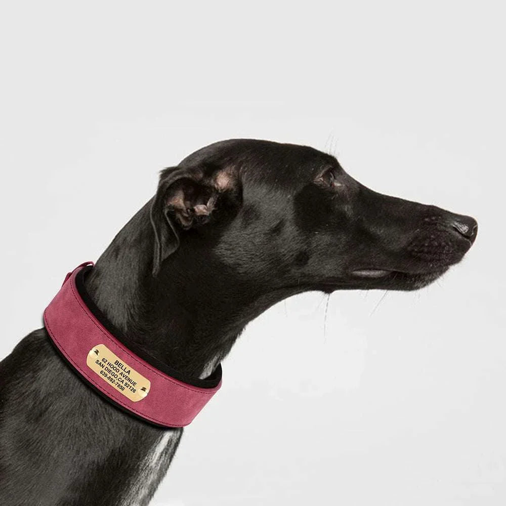 Customised wide dog collar made of soft PU leather, worn by a dog, suitable for medium to large breeds.