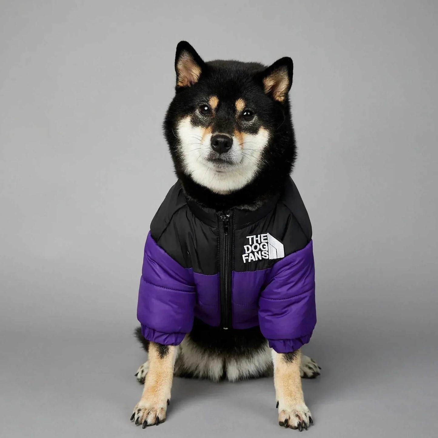 Dog wearing The Dog Fans Winter Down Puffer Jacket, black and purple, for warmth and style.