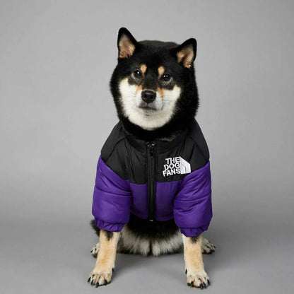 Dog wearing The Dog Fans Winter Down Puffer Jacket, black and purple, for warmth and style.