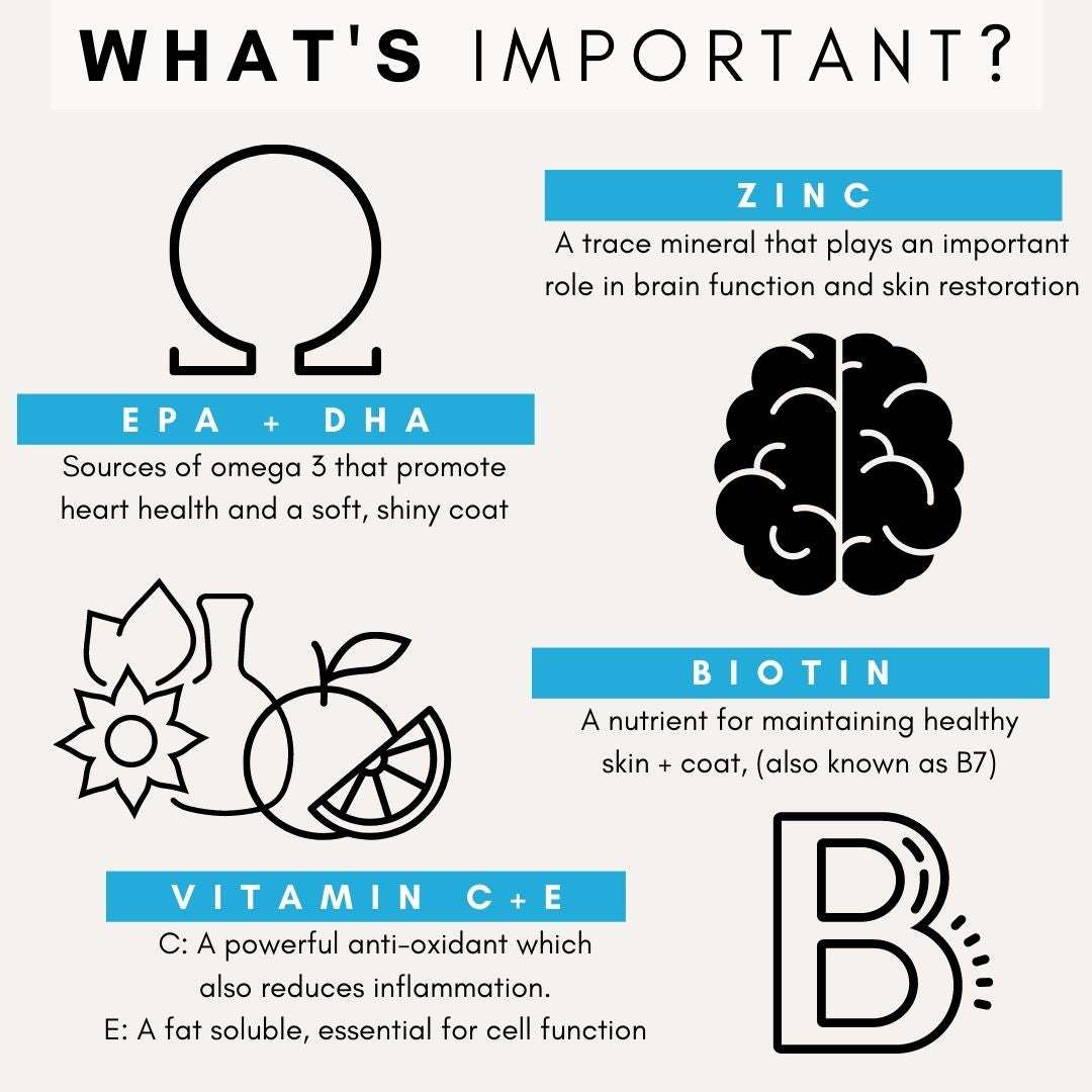 PetzPark Skin + Coat supplement infographic showing benefits of Omega-3, Zinc, Biotin, Vitamin C and E for healthy dog skin and shiny coat