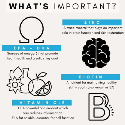 PetzPark Skin + Coat supplement infographic showing benefits of Omega-3, Zinc, Biotin, Vitamin C and E for healthy dog skin and shiny coat