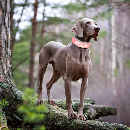 Customised wide dog collar on large dog in forest setting.