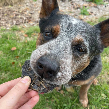 Dog enjoying a piece of beef liver treat during training session.