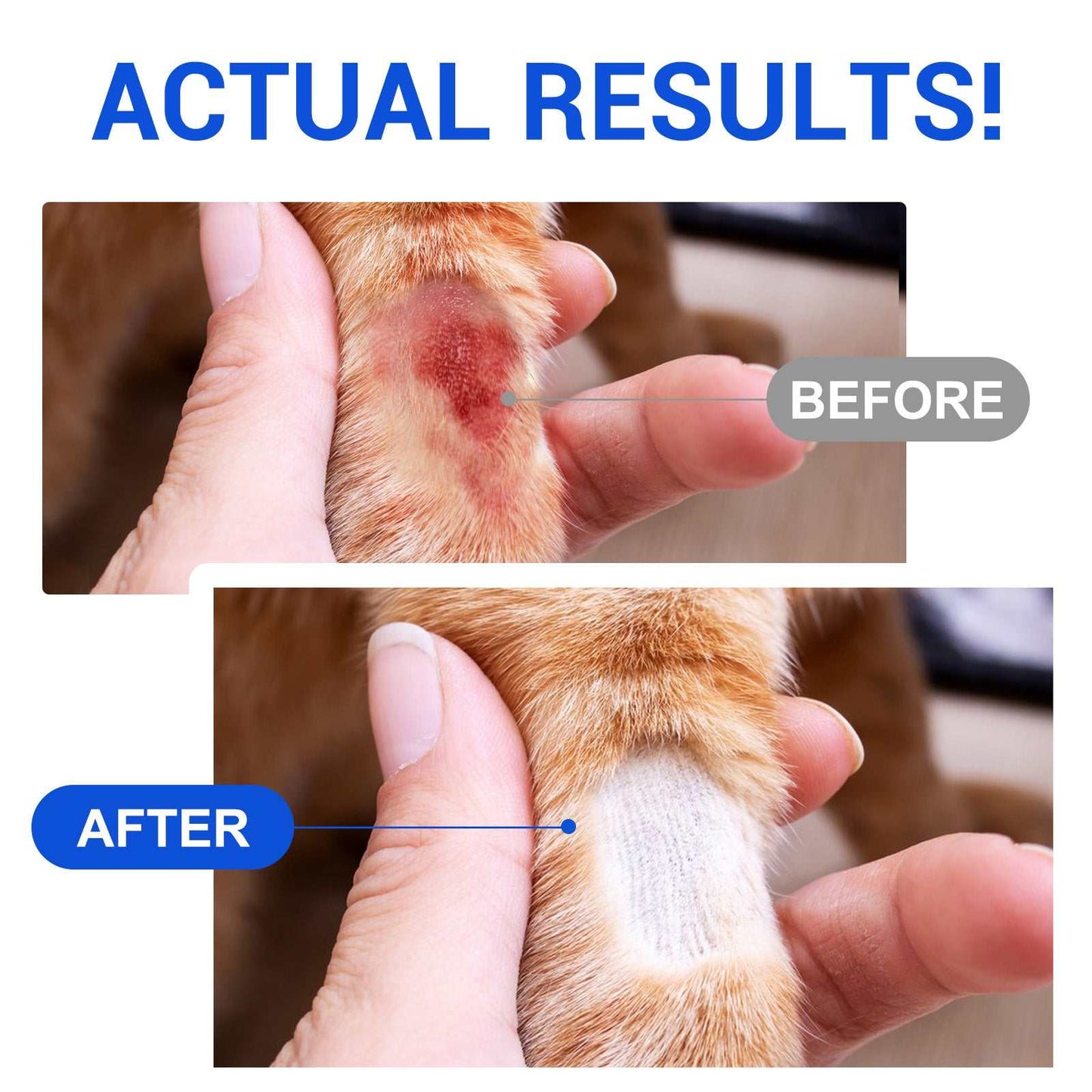 Oimmal Cat Wound Healing Aid antimicrobial hydrogel spray showing before and after healing on cat's paw wound