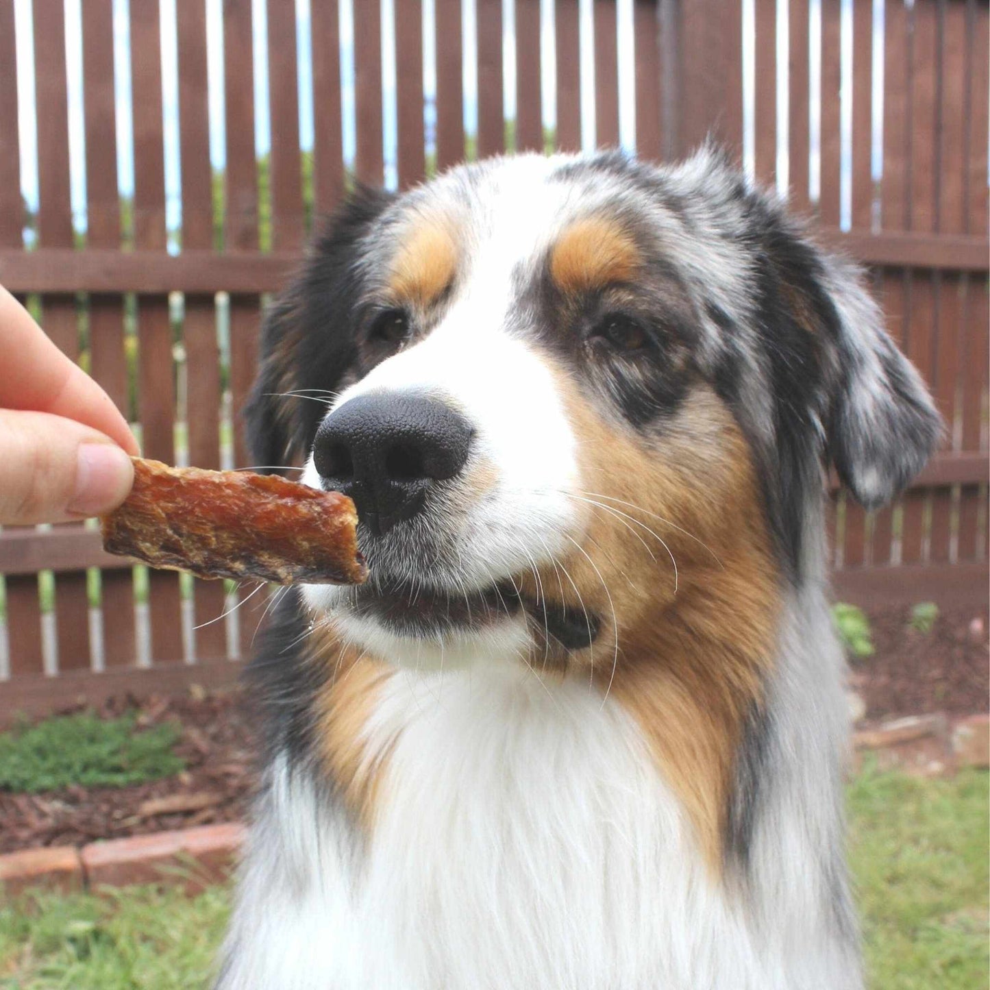 Lulu's Kitchen - Baby Got Mack - Mackerel Bites - Dog Treat