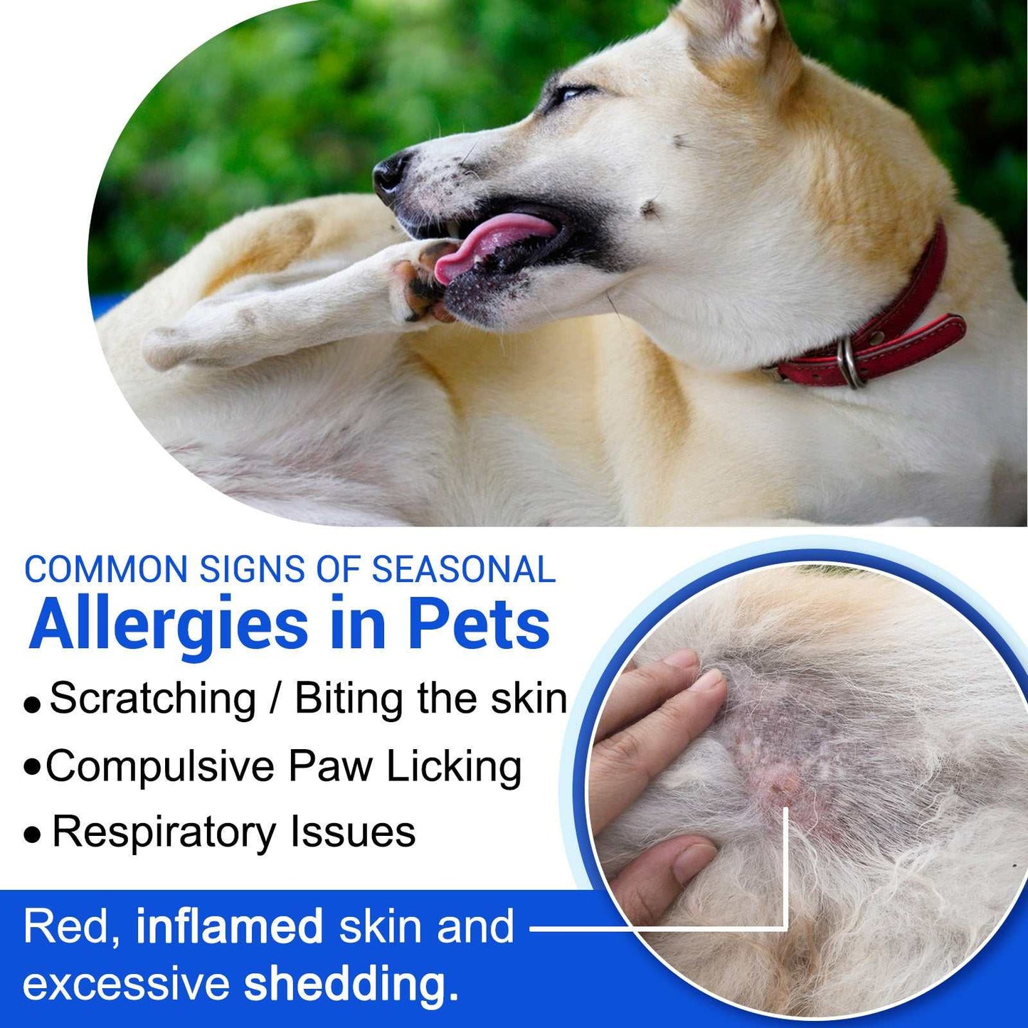 Dog scratching and licking irritated skin showing signs of allergies and wound care needs