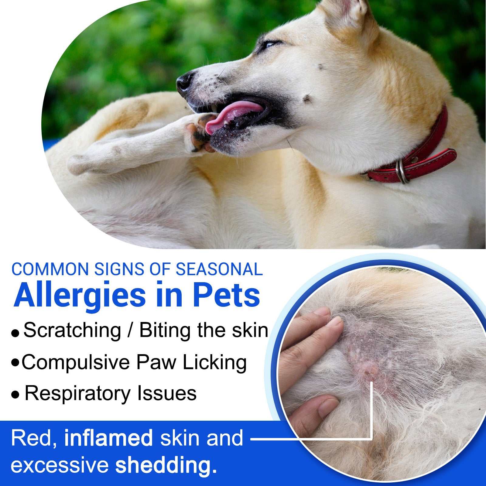 Dog scratching and licking irritated skin showing signs of allergies and wound care needs