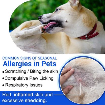 Dog scratching and licking irritated skin showing signs of allergies and wound care needs
