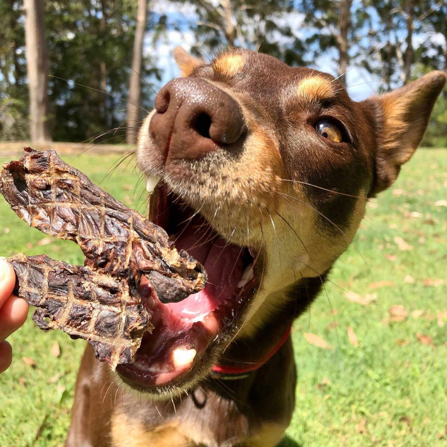 Lulu's Kitchen - STOP! Jerky Time! - Kangaroo Jerky - Dog Treat