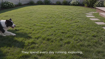 GPS Wireless Dog Fence Collar with Phone App